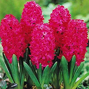 11.5Mother's Day Gifts - Plants Gardening